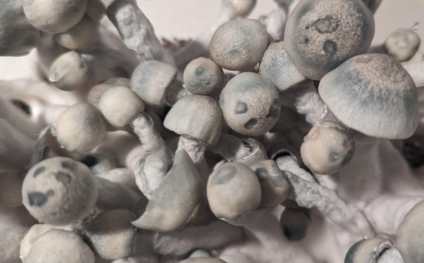 natal moon mushroom derived from natalensis